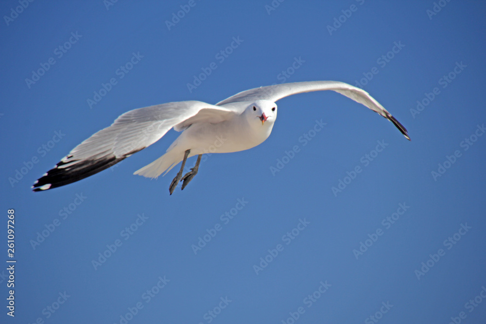 Seemöwe (Laridae) Seemöwe (Laridae)