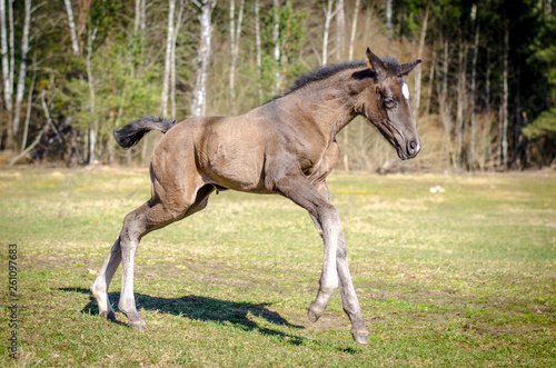 foal running in the field in the spring © vprotastchik