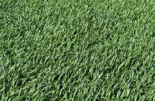 Wallpaper Mural Field of young green barley Torontodigital.ca