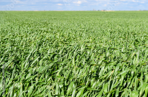 Field of young green barley photo