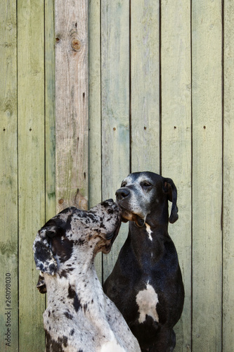 Dogs kissing at fence photo