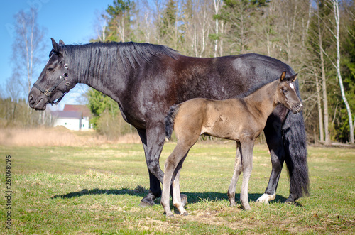 portrait of posing black mare and little foal