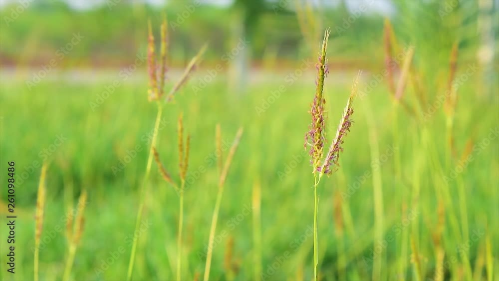 The grass that is blown in the morning The grass that is blown in the morning