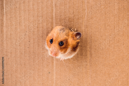 Hamster, crawls into the torn hole on the cardboard. animal