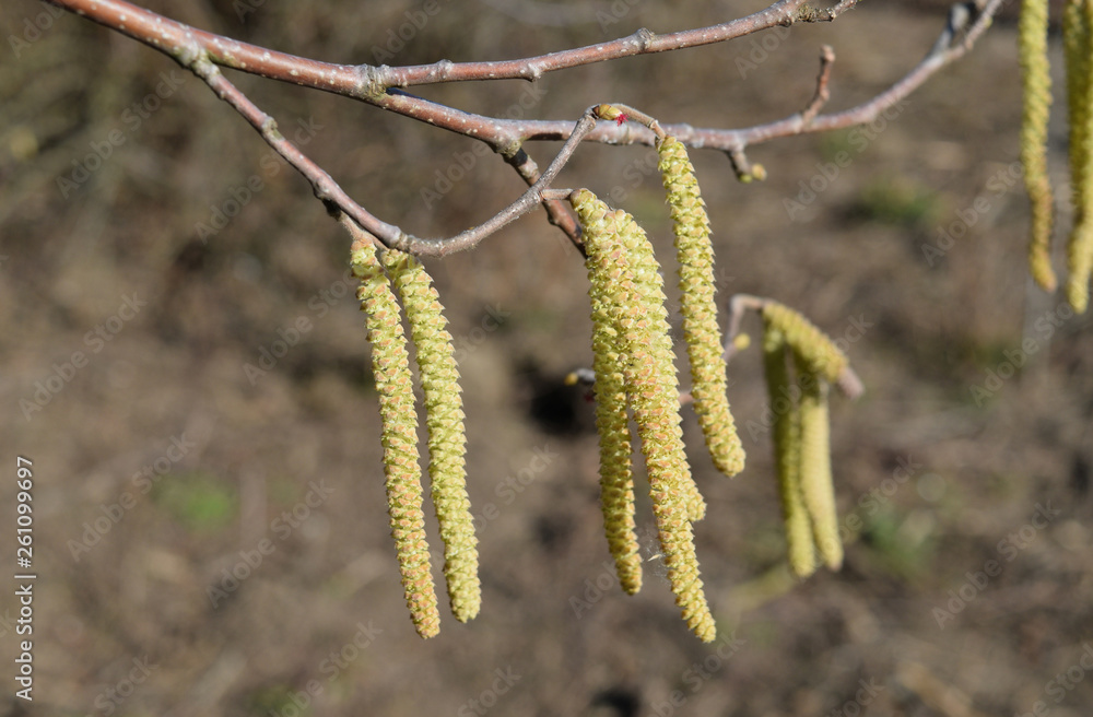 Flowering hazel hazelnut Flowering hazel hazelnut