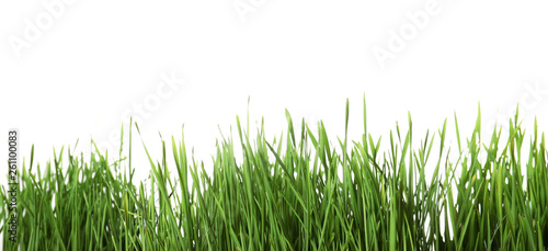 Fresh green wheat grass on white background