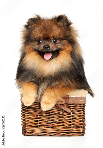 Happy dog in wicker basket