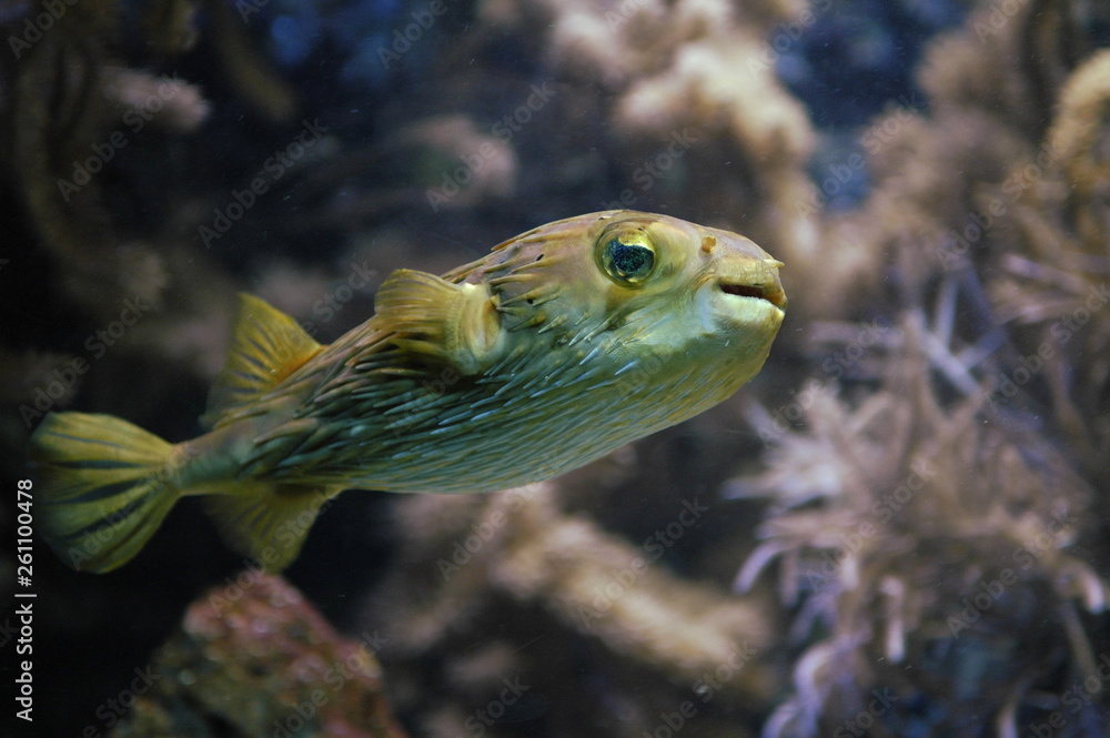Obraz premium Blowfish swimming