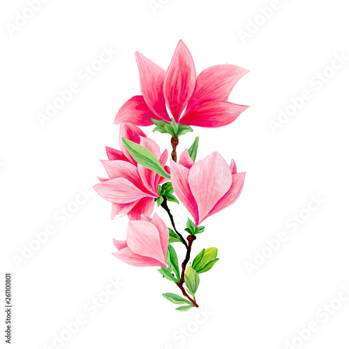 Magnolia flower bouquet in blossom  beautiful branch for logo design  isolated illustrations set. Pink floral sketch drawings. Spring blossom realistic cliparts. Wildflowers pencil texture.