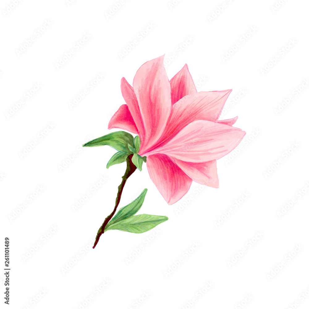 Magnolia flower in blossom, beautiful branch for logo design, isolated illustrations set. Pink floral sketch drawings. Spring blossom realistic cliparts. Wildflowers pencil texture. Magnolia flower in blossom, beautiful branch for logo design, isolated illustrations set. Pink floral sketch drawings. Spring blossom realistic cliparts. Wildflowers pencil texture.