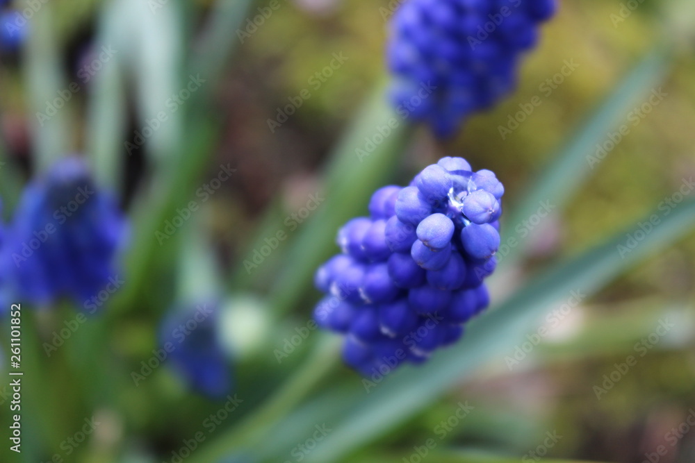 Muscari: the blue pearl hyacinth Muscari: the blue pearl hyacinth
