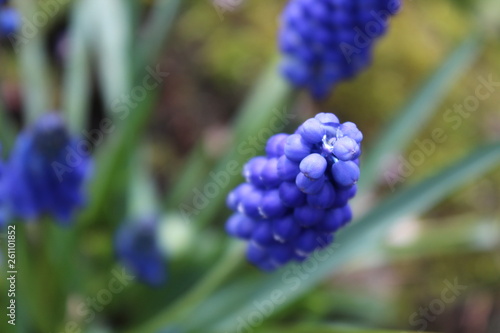 Muscari: the blue pearl hyacinth
