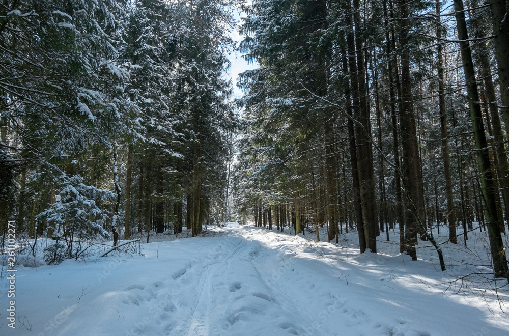 Winter snowy forest near Moscow Winter snowy forest near Moscow