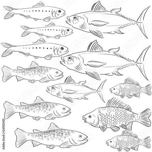 Mirror carp Herring Tuna Trout fishes vector illustration