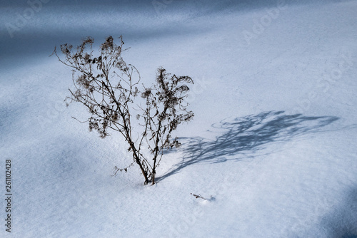 Winter snowy forest near Moscow