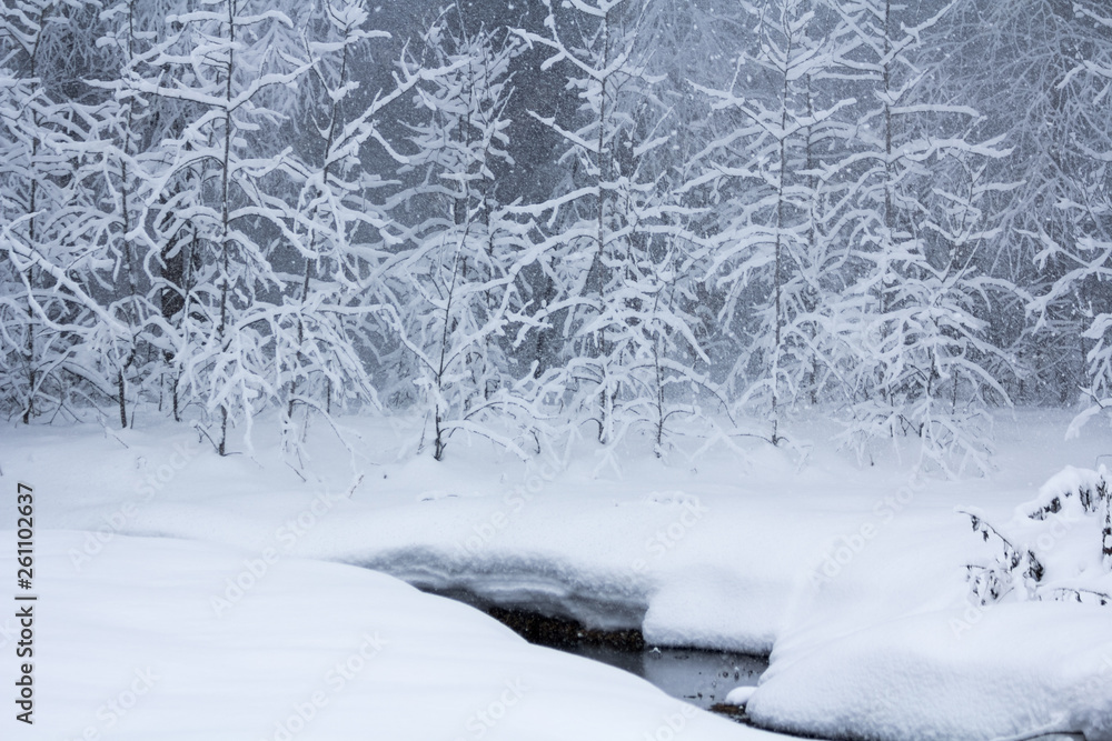 Winter snowy forest near Moscow Winter snowy forest near Moscow