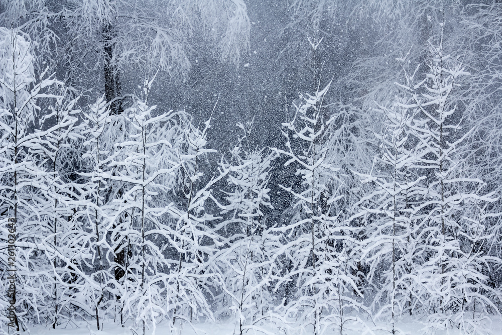 Winter snowy forest near Moscow Winter snowy forest near Moscow