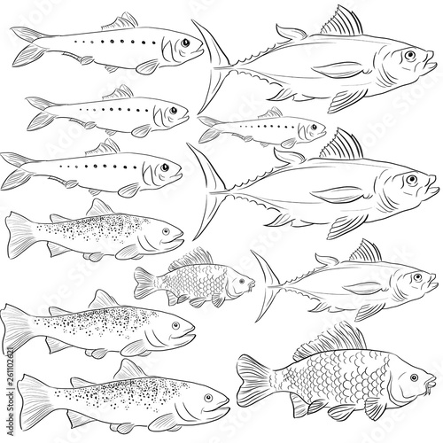 Mirror carp Herring Tuna Trout fishes vector illustration