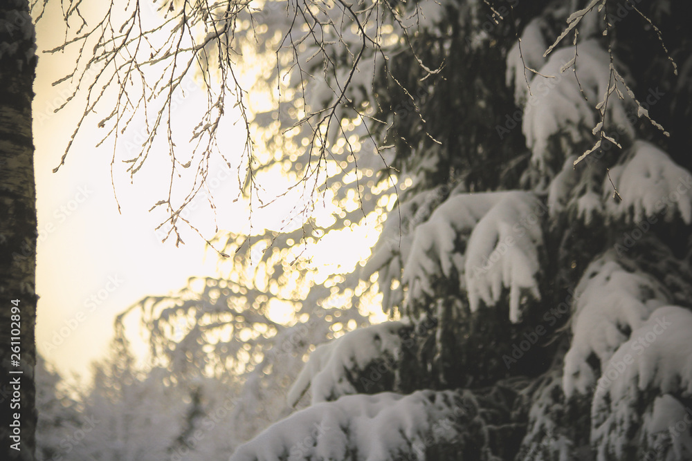 Obraz Zimowy zaśnieżony las w grudniu