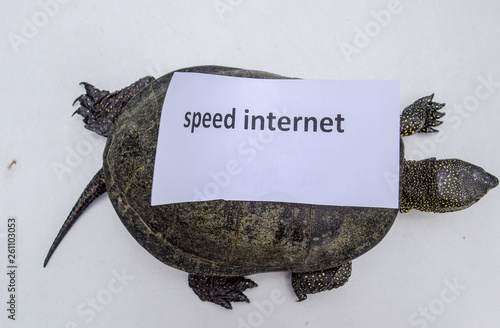 Internet speed. A bad internet symbol. Low download speed. Slow internet. Ordinary river tortoise of temperate latitudes. The tortoise is an ancient reptile. photo