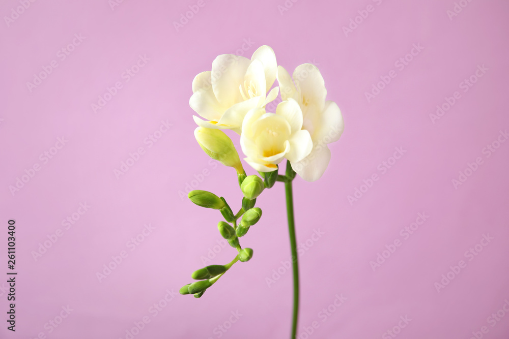 Fototapeta premium Beautiful freesia with fragrant flowers on color background