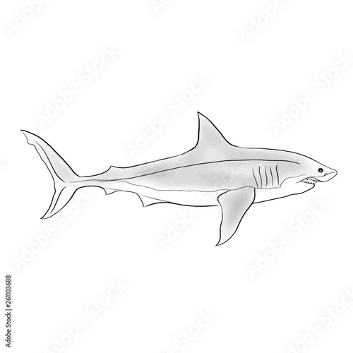 Shark fish vector illustration