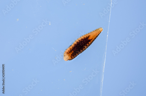 Leech on the glass. Bloodsucking animal. subclass of ringworms from the belt-type class. Hirudotherapy photo