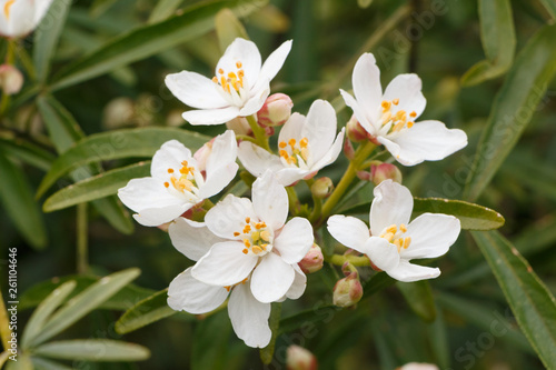 White mexican orange blossom flowers in a garden during spring