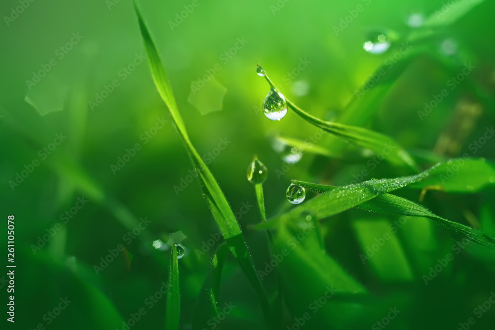 Fresh green grass with dew drops closeup Fresh green grass with dew drops closeup