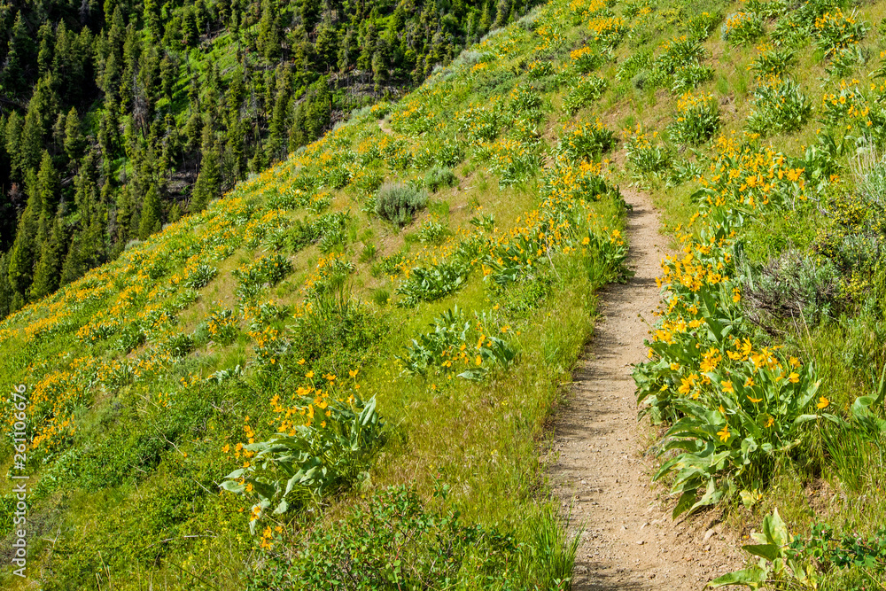 Trail through field in Sun Valley, Idaho, USA Trail through field in Sun Valley, Idaho, USA