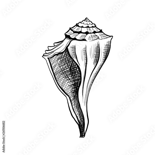Seashell, mollusk hand drawn vector illustration. Freehand outline conch engraving. Dog head triton monochrome sketch. Marine snail shell ink pen drawing. Conchology, zoology isolated design element