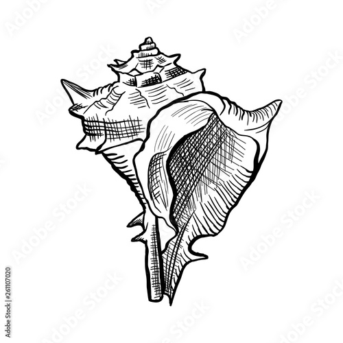 Angular murex seashell hand drawn illustration. Seashore conch, mollusk monochrome sketch. Freehand outline clam shell engraving. Conchology isolated design element. Realistic ink pen drawing