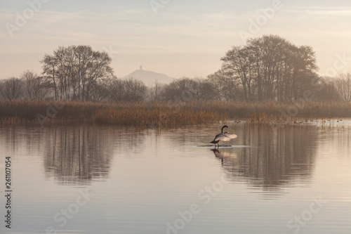 Avalon Swan