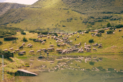 Flock of sheep in the Carpathian Mountain Range photo