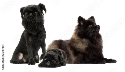 set of dogs on a white background