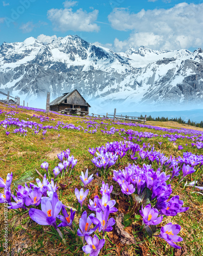 Purple Crocus flowers on spring mountain