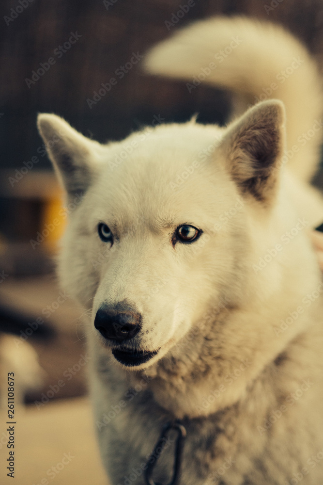 portrait of a husky dog