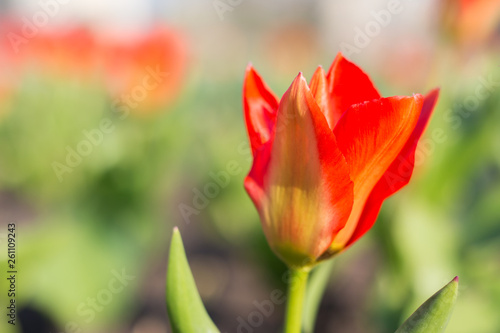 Lonely red tulip