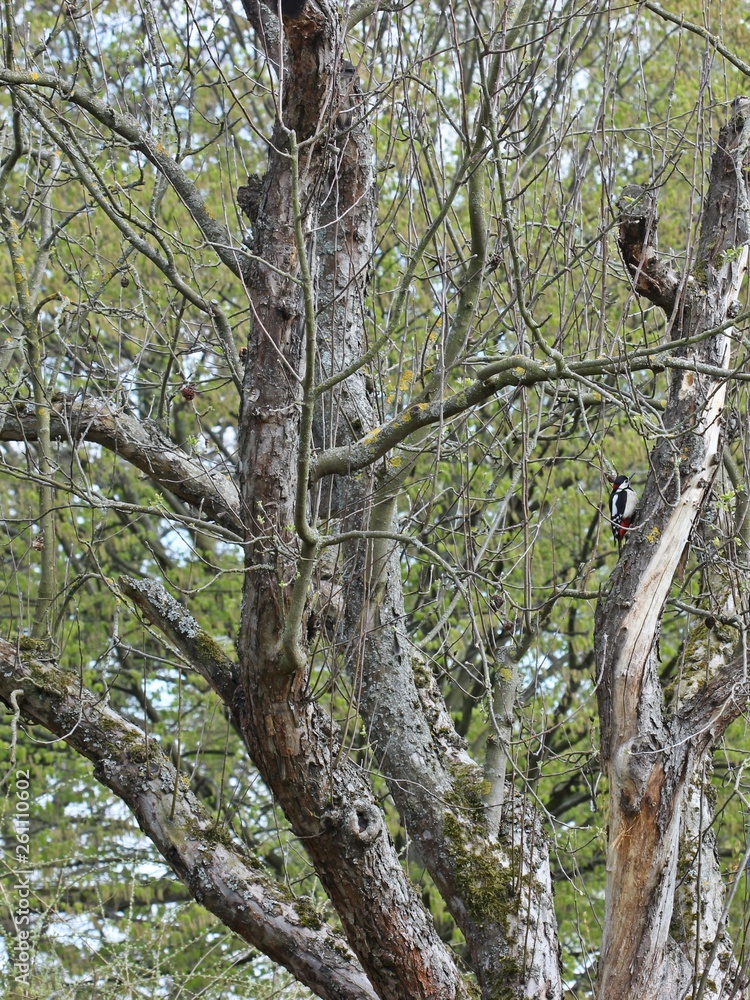 Männlicher Buntspecht (Dendrocopos major) im Frühling Männlicher Buntspecht (Dendrocopos major) im Frühling