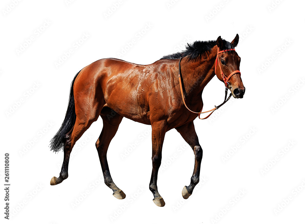 Obraz premium red horse isolated on white background