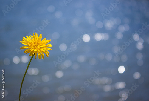 Close-up photo of yellow dandelion flower isolated in the grass by the lake with reflections. Floral, spring concept