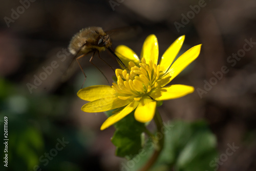 Ein Insekt auf einer gelben Blume