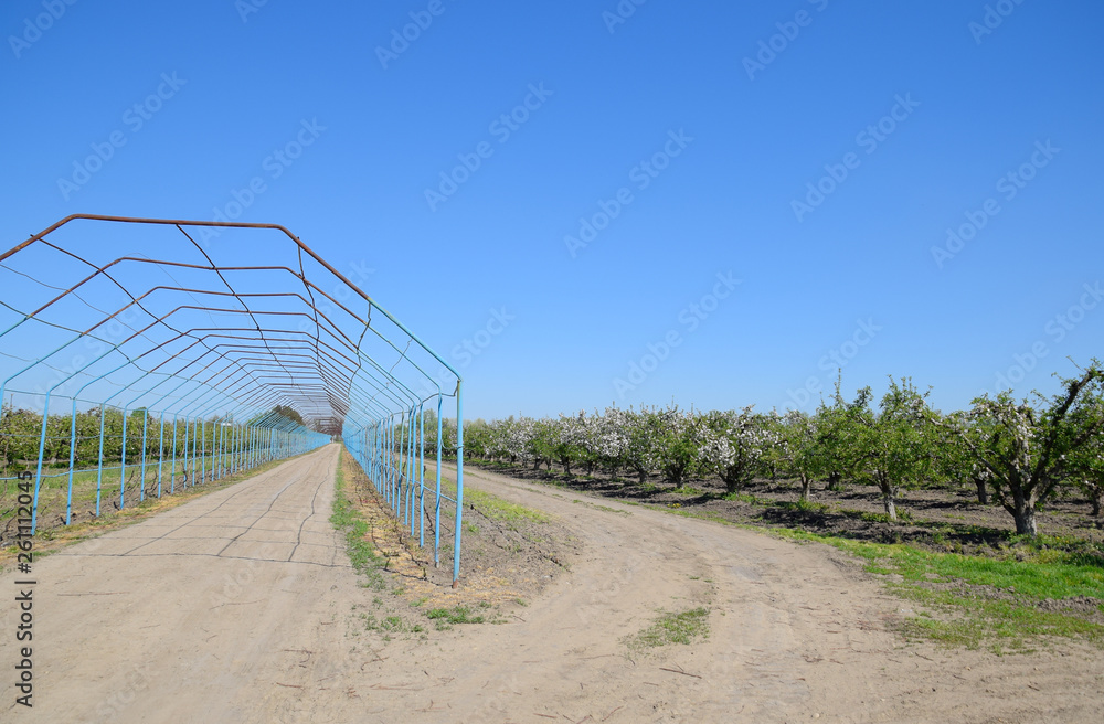Steel gazebo for grapes over the road in the apple orchard. Fruit garden
