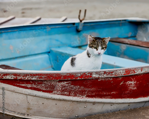 Cat In Boat. Isolated Image