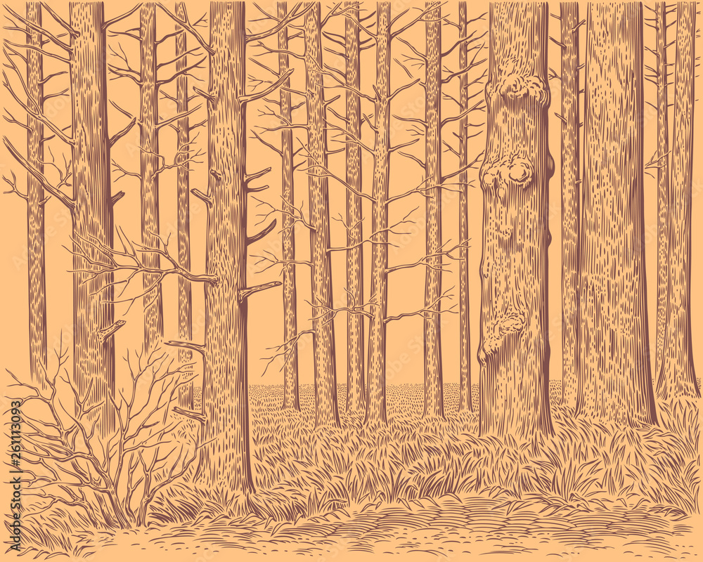 Tree trunks in the forest. Hand drawn engraving. Editable vector vintage illustration. 8 EPS Tree trunks in the forest. Hand drawn engraving. Editable vector vintage illustration. 8 EPS