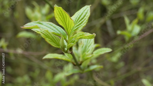 green plant in the garden