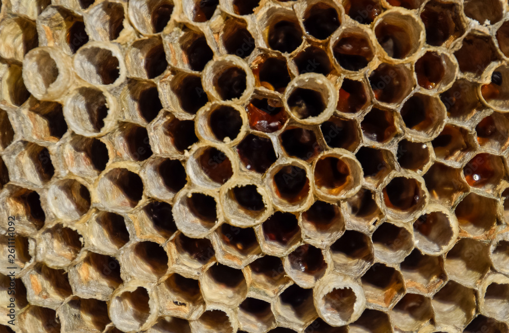 The nest is aspen, polist. The aspen nest at the end of the breeding season. Stocks of honey in honeycombs. Aspen honey. Vespa The nest is aspen, polist. The aspen nest at the end of the breeding season. Stocks of honey in honeycombs. Aspen honey. Vespa
