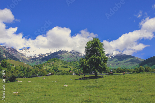 herd of horses in the caucasus mountains and a solitary tree