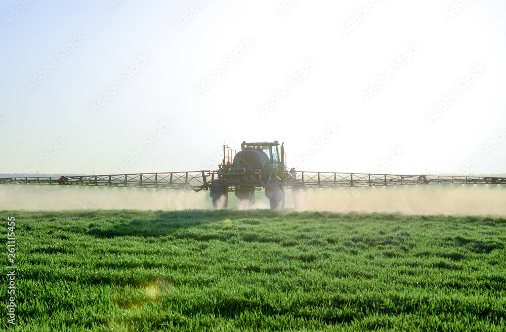 Fototapeta premium Tractor on the sunset background. Tractor with high wheels is making fertilizer on young wheat. The use of finely dispersed spray chemicals