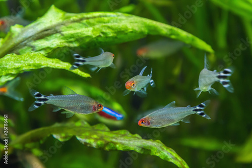 Fotografie Rhodostomus or Tetra red-nosed (lat